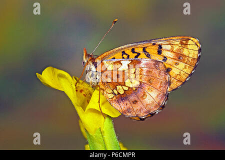 Ventral view of a western meadow fritilllary butterfly, Boloria epithore, along the Fall River in the Cascade Mountains of central Oregon. Stock Photo