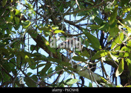 Vietnamese cutia (Cutia legalleni) in Da lat, Vietnam Stock Photo