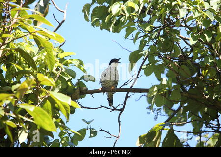 Vietnamese cutia (Cutia legalleni) in Da lat, Vietnam Stock Photo