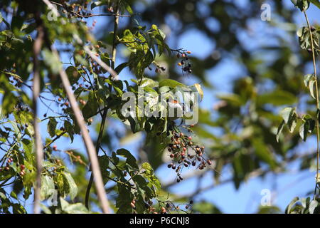 Vietnamese cutia (Cutia legalleni) in Da lat, Vietnam Stock Photo