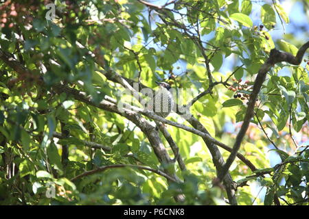 Vietnamese cutia (Cutia legalleni) in Da lat, Vietnam Stock Photo