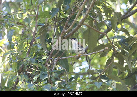 Vietnamese cutia (Cutia legalleni) in Da lat, Vietnam Stock Photo