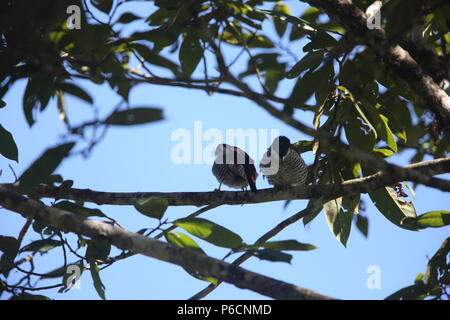 Vietnamese cutia (Cutia legalleni) in Da lat, Vietnam Stock Photo