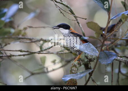 Vietnamese cutia (Cutia legalleni) in Da lat, Vietnam Stock Photo