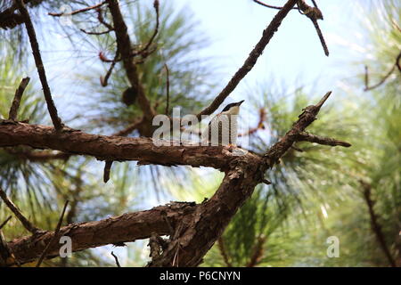 Vietnamese cutia (Cutia legalleni) in Da lat, Vietnam Stock Photo