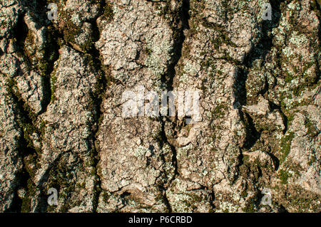 Old platanus tree bark closeup detail as natural background Stock Photo