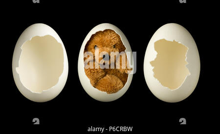 Little teddy bear in an egg plus two empty open eggs, to photoshop a baby or object in it Stock Photo