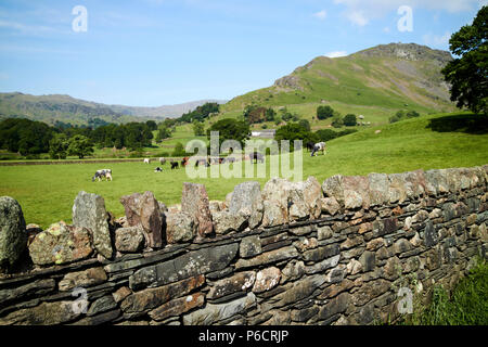 lakeland stone slate dry stone wall with fields and hills near grasmere in the lake district cumbria england uk Stock Photo