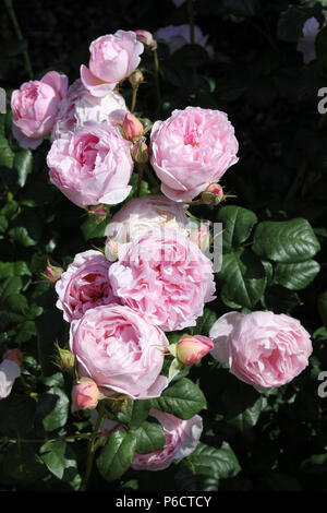 Pink Roses Stock Photo