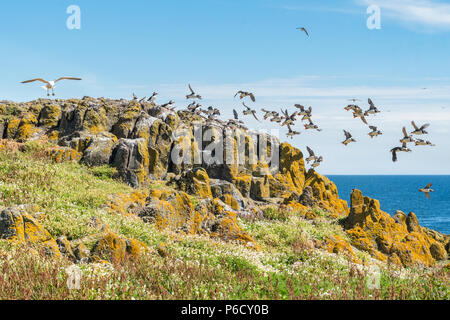 Puffins flying off rocks on the Isle of May, Scotland as a large gull lands close by Stock Photo