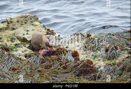 Eurasian or European otter (Lutra lutra) on the coast of Yell, Shetland eating a lumpsucker fish (Cyclopterus lumpus) caught in a nearby kelp bed. Stock Photo