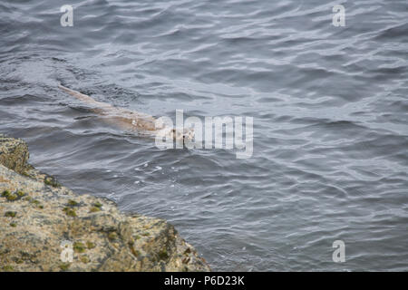 Eurasian or European otter (Lutra lutra) on the coast of Yell, Shetland swimming in the sea Stock Photo