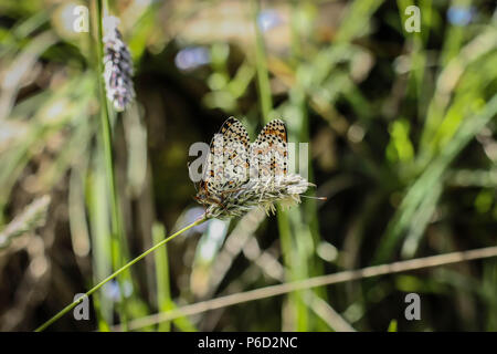 Two mating Glanville fritillary butterflies (latin name Melitaea cinxia) in Bulgaria Stock Photo