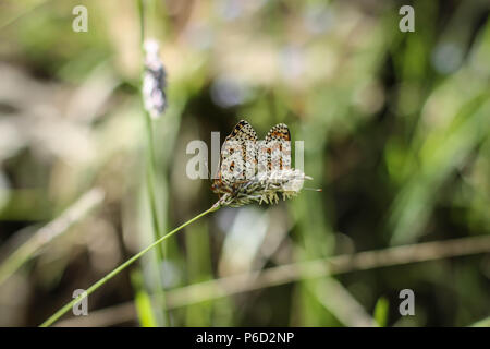 Two mating Glanville fritillary butterflies (latin name Melitaea cinxia) in Bulgaria Stock Photo