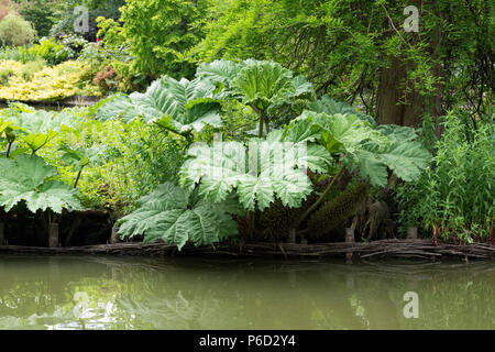 Gunnera Tinctoria, Giant rhubarb leaves in june reflecting in a pond at RHS Wisley Gardens, Surrey, England Stock Photo