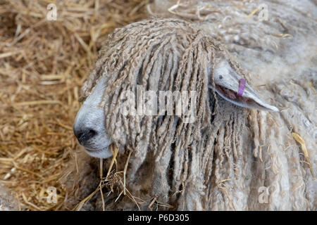 Lincoln Longwool sheep at an Agricultural show. UK Stock Photo