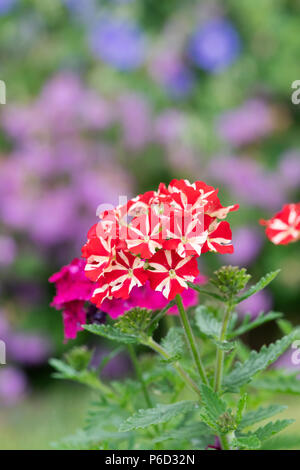 Verbena Voodoo Red Star flowers in an english garden. UK Stock Photo