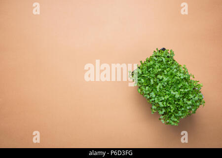 Microgreens Young Fresh Sprouts of Potted Water Cress on Brown Background. Gardening Healthy Plant Based Diet Food Garnish Concept. Minimalist Style.  Stock Photo