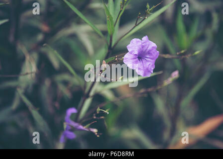 flower in tropical forest, Thailand Stock Photo
