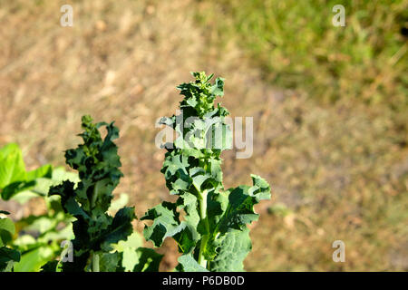 Italian lettuce gone to seed in the hot dry conditions of the summer of 2018 and background of dried lawn in Carmarthenshire Wales UK  KATHY DEWITT Stock Photo