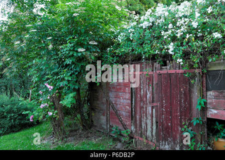 Rosa filipes Kiftsgate white rose rambling over an old railway carriage shed in rural garden in Carmarthenshire Dyfed West Wales UK   KATHY DEWITT Stock Photo