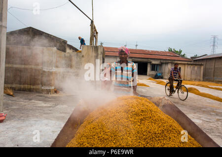 The processed rice is being brought out at Ishwardi Upazila, Pabna District in Rajshahi Division, Bangladesh. Stock Photo