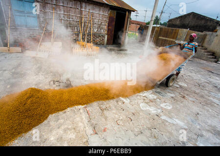 The processed rice is being brought out at Ishwardi Upazila, Pabna District in Rajshahi Division, Bangladesh. Stock Photo