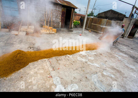 The processed rice is being brought out at Ishwardi Upazila, Pabna District in Rajshahi Division, Bangladesh. Stock Photo