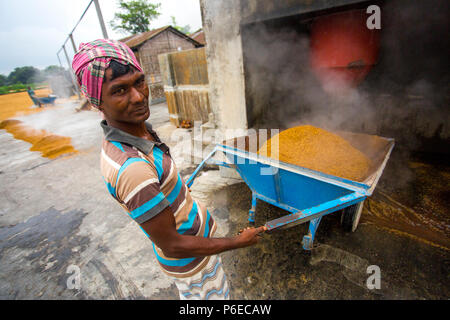 The processed rice is being brought out at Ishwardi Upazila, Pabna District in Rajshahi Division, Bangladesh. Stock Photo