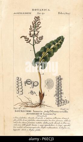 Moonwort fern, Botrychium lunaria. Handcoloured copperplate stipple engraving from Jussieu's 'Dictionary of Natural Science,' Florence, Italy, 1837. Engraved by Stanghi, drawn by Pierre Jean-Francois Turpin, and published by Batelli e Figli. Turpin (1775-1840) is considered one of the greatest French botanical illustrators of the 19th century. Stock Photo