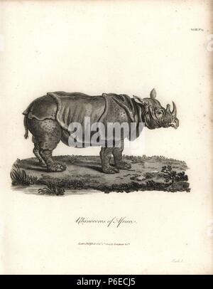 Black rhinoceros or hook-lipped rhinoceros, Diceros bicornis. Copperplate engraving from James Bruce's 'Travels to Discover the Source of the Nile, in the years 1768, 1769, 1770, 1771, 1772 and 1773,' London, 1790. James Bruce (1730-1794) was a Scottish explorer and travel writer who spent more than 12 years in North Africa and Ethiopia. Engraved by Heath after an original drawing by Bruce. Stock Photo