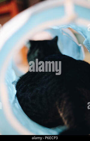 Closeup of a cat playing with a cat toy (tunnel) Stock Photo