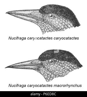 English: Two Spotted Nutcracker subspecies: Nucifraga caryocatactes caryocatactes (above), and Nucifraga caryocatactes macrorhynchos (below) Français : Casse-noix moucheté de Wallonie (Nucifraga caryocatactes caryocatactes) Casse-noix moucheté de Sibérie (Nucifraga caryocatactes macrorhynchos)  . 1921 79 Two Spotted Nutcracker subspecies Stock Photo