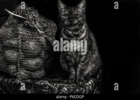 Angry grumpy gloomy stripped grey cat sitting on a corner near bag of potatoes on a black background. Black and white photo. Copyspace. Stock Photo