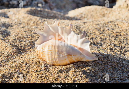 Close up view of large spotted seashell lying on the sand on the beach. Minimal nature concept, selective focus Stock Photo