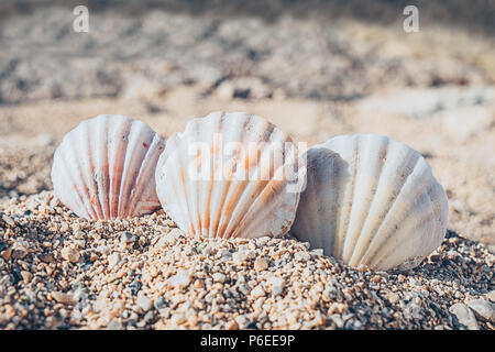 A close up of three striped seashells lying on the sand on white ...