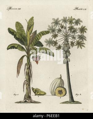 Banana tree, Musa paradisiaca, and papaya tree, Carica papaya, with leaf, flower, fruit and ripe fruit in section. Handcoloured copperplate engraving from Bertuch's 'Bilderbuch fur Kinder' (Picture Book for Children), Weimar, 1798. Friedrich Johann Bertuch (1747-1822) was a German publisher and man of arts most famous for his 12-volume encyclopedia for children illustrated with 1,200 engraved plates on natural history, science, costume, mythology, etc., published from 1790-1830. Stock Photo
