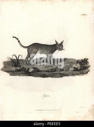 Booted lynx or African wildcat, Felis silvestris lybica. Copperplate engraving from James Bruce's 'Travels to Discover the Source of the Nile, in the years 1768, 1769, 1770, 1771, 1772 and 1773,' London, 1790. James Bruce (1730-1794) was a Scottish explorer and travel writer who spent more than 12 years in North Africa and Ethiopia. Engraved by Heath after an original drawing by Bruce. Stock Photo