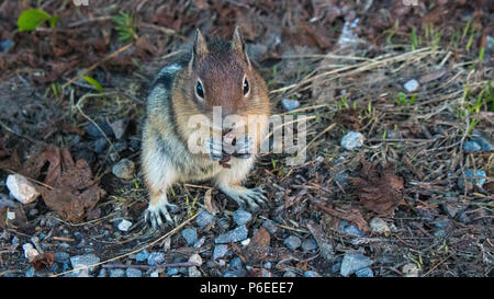 A cute little chipmunk eats along the side of a trail in Paradise on Mount Rainier. Stock Photo