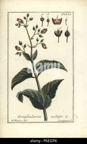 Figwort, Scrophularia nodosa. Handcoloured copperplate engraving by J.S. Leitner from a drawing by B. Thanner from Johannes Zorn's 'Icones plantarum medicinalium,' Germany, 1796. Zorn (1739-99) was a German pharmacist and botanist who travelled all over Europe searching for medicinal plants. Stock Photo