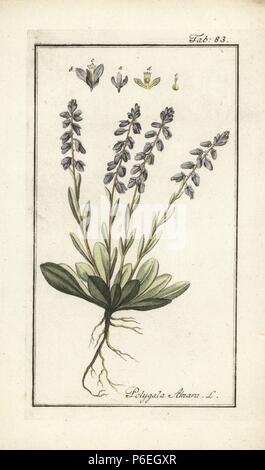 Dwarf milkwort, Polygala amara. Handcoloured copperplate engraving from Johannes Zorn's 'Icones plantarum medicinalium,' Germany, 1796. Zorn (1739-99) was a German pharmacist and botanist who travelled all over Europe searching for medicinal plants. Stock Photo
