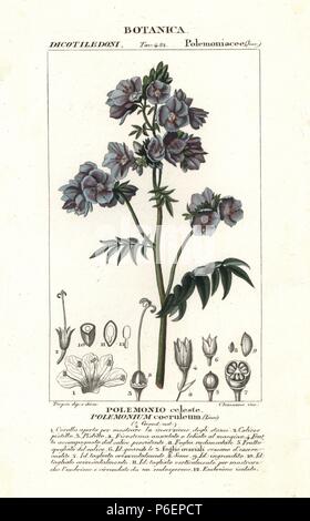 Jacob's ladder or Greek valerian, Polemonium caeruleum, native to America. Handcoloured copperplate stipple engraving from Jussieu's 'Dictionary of Natural Science,' Florence, Italy, 1837. Engraved by Chiussone, drawn by Pierre Jean-Francois Turpin, and published by Batelli e Figli. Turpin (1775-1840) is considered one of the greatest French botanical illustrators of the 19th century. Stock Photo