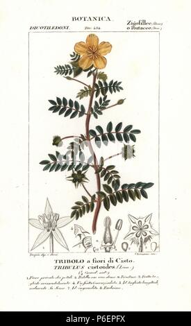 Jamaican feverplant, Tribulus cistoides. Handcoloured copperplate stipple engraving from Jussieu's 'Dictionary of Natural Science,' Florence, Italy, 1837. Engraved by Chiussone, drawn by Pierre Jean-Francois Turpin, and published by Batelli e Figli. Turpin (1775-1840) is considered one of the greatest French botanical illustrators of the 19th century. Stock Photo