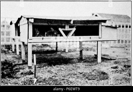 English: Scan from a book 'Care and Management of Rabbits' . 1920 9 Care and Management of Rabbits 0093b Stock Photo