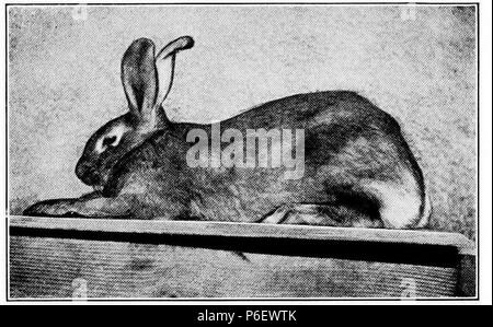 English: Scan from a book 'Care and Management of Rabbits' . 1920 9 Care and Management of Rabbits 0181a Stock Photo