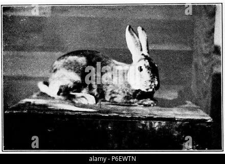 English: Scan from a book 'Care and Management of Rabbits' . 1920 9 Care and Management of Rabbits 0181b Stock Photo