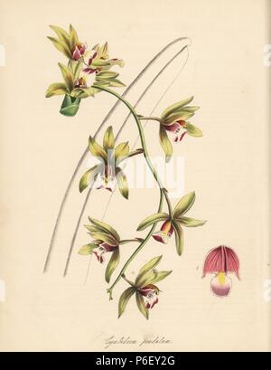 Aloe-leafed cymbidium orchid, Cymbidium aloifolium (Short-lipped thick-leaved cymbidium, Cymbidium pendulum var. brevilabre). Handcoloured zincograph by C. Chabot drawn by Miss M. A. Burnett from her 'Plantae Utiliores: or Illustrations of Useful Plants,' Whittaker, London, 1842. Miss Burnett drew the botanical illustrations, but the text was chiefly by her late brother, British botanist Gilbert Thomas Burnett (1800-1835). Stock Photo