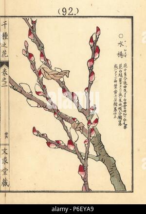 Kawayanagi or Japanese willow tree, Salix gilgiana. Handcoloured woodblock print by Kono Bairei from Senshu no Hana (One Thousand Varieties of Flowers), Bunkyudo, Kyoto, 1900. Stock Photo