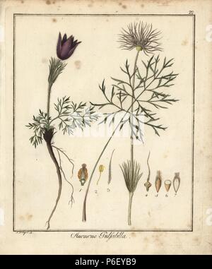 Pasque flower, Pulsatilla vulgaris. Handcoloured copperplate engraving by F. Guimpel from Dr. Friedrich Gottlob Hayne's Medical Botany, Berlin, 1822. Hayne (1763-1832) was a German botanist, apothecary and professor of pharmaceutical botany at Berlin University. Stock Photo