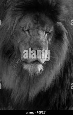Male lion close up black and white portrait Stock Photo